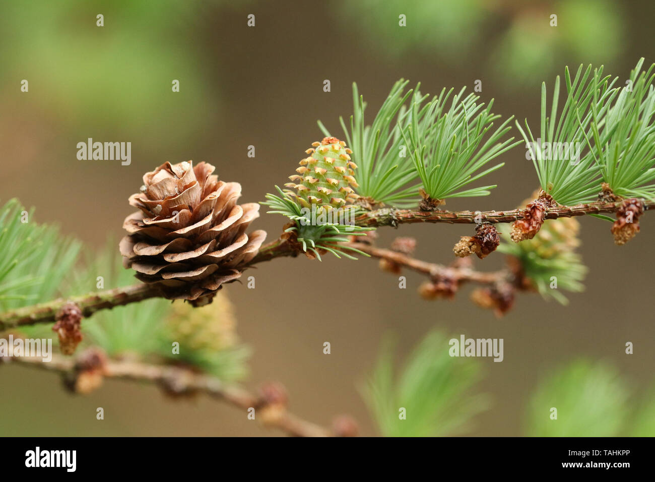 A pretty branch of a Larch, Tree, European, Larix decidua, growing in woodland in the UK. Stock Photo