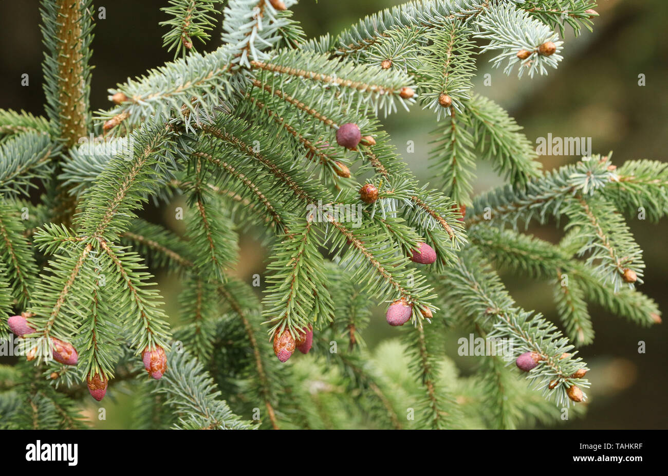 A pretty branch of a Spruce, Tree, Sitka, Picea sitchensis, growing in woodland in the UK. Stock Photo