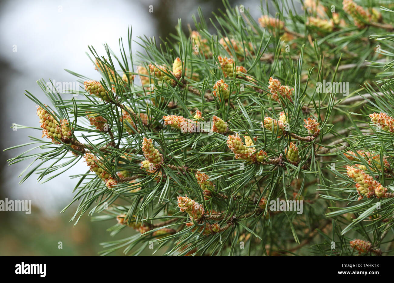 A branch of a Black Pine, Pinus nigra, tree growing in woodland in the UK. Stock Photo