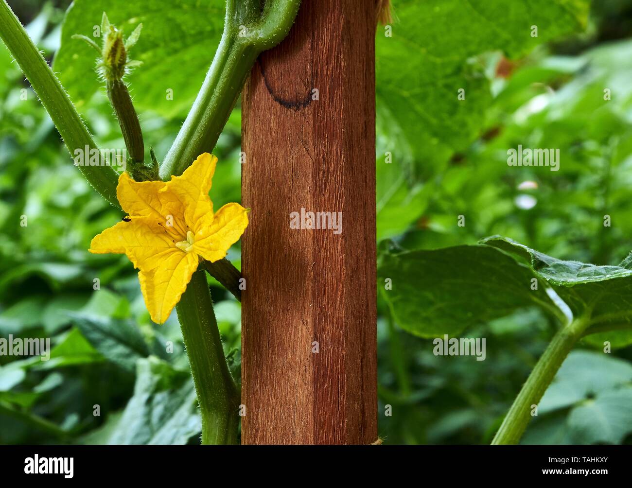 Cucumis sativus hi-res stock photography and images - Alamy