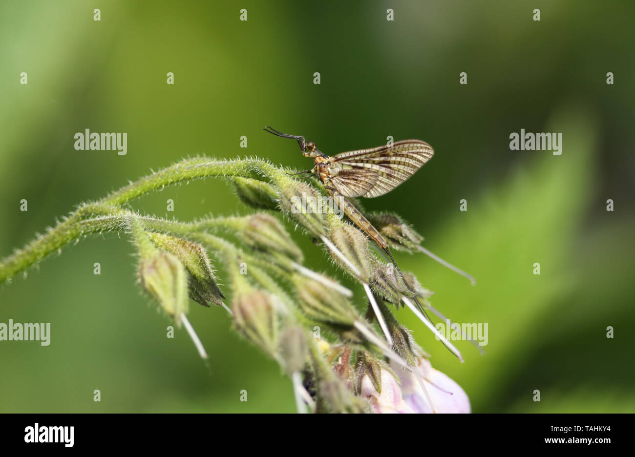 A beautiful Mayfly,  Ephemera vulgata, perching on a Comfrey flower at the edge of a fast flowing river. Stock Photo