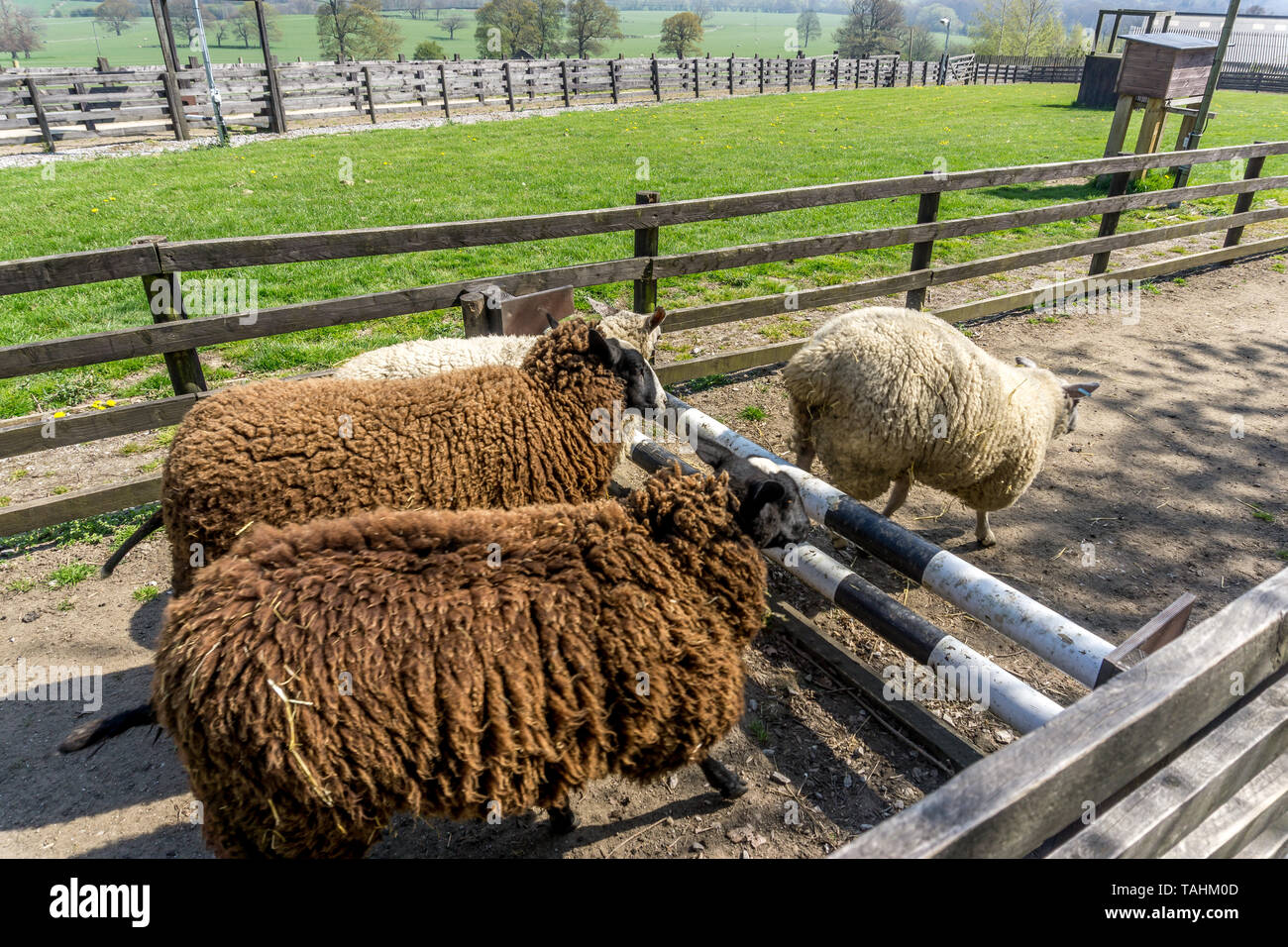 Sheep racing at  Hall Farm, Bark House Lane, Cawthorne, Barnsley, South Yorkshire, England, UK Stock Photo