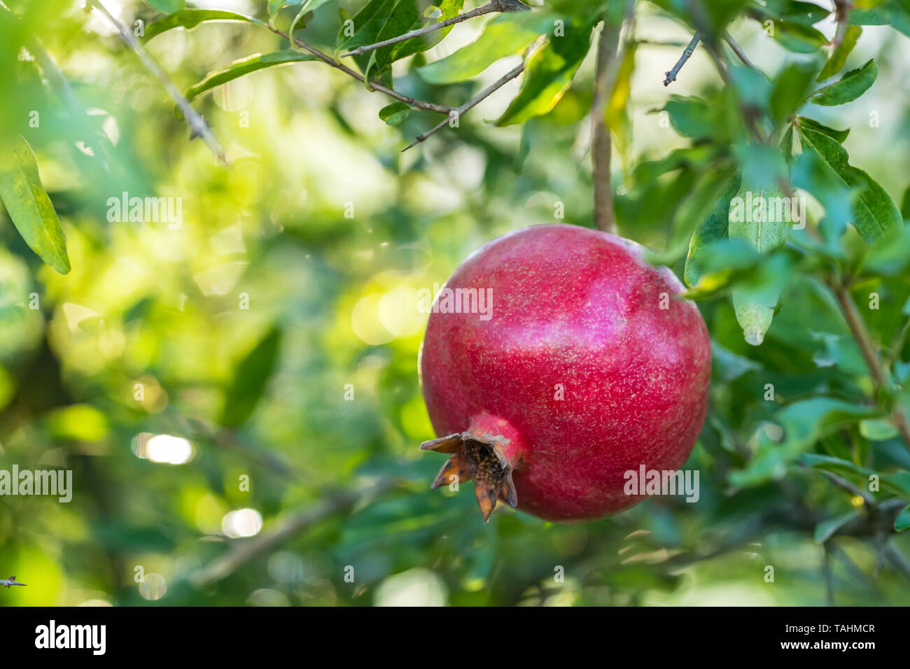 Ripe pomegranate fruit on a tree branch Stock Photo