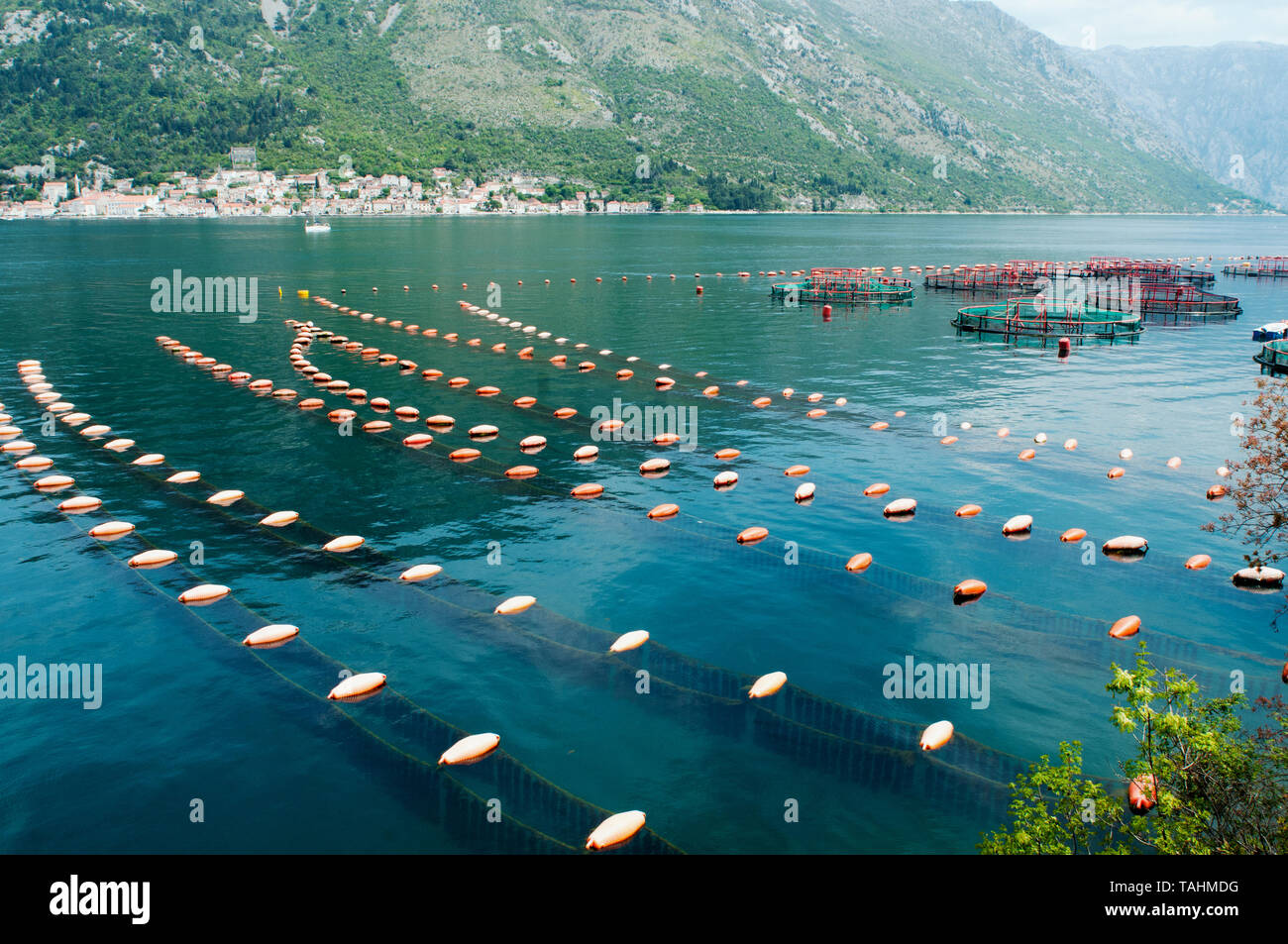 Mussel farm and aquaculture in Kotor Bay Montenegro Stock Photo