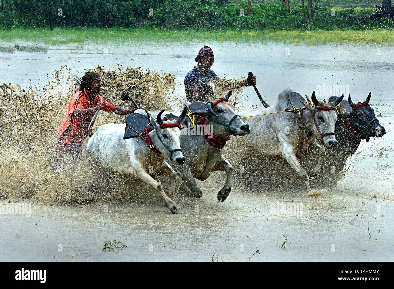 Moi Chara (Bull Race) - This bull race is a rural festival of West Bengal,  where a pair of bulls race each others. This race performed by local farmer  Stock Photo - Alamy