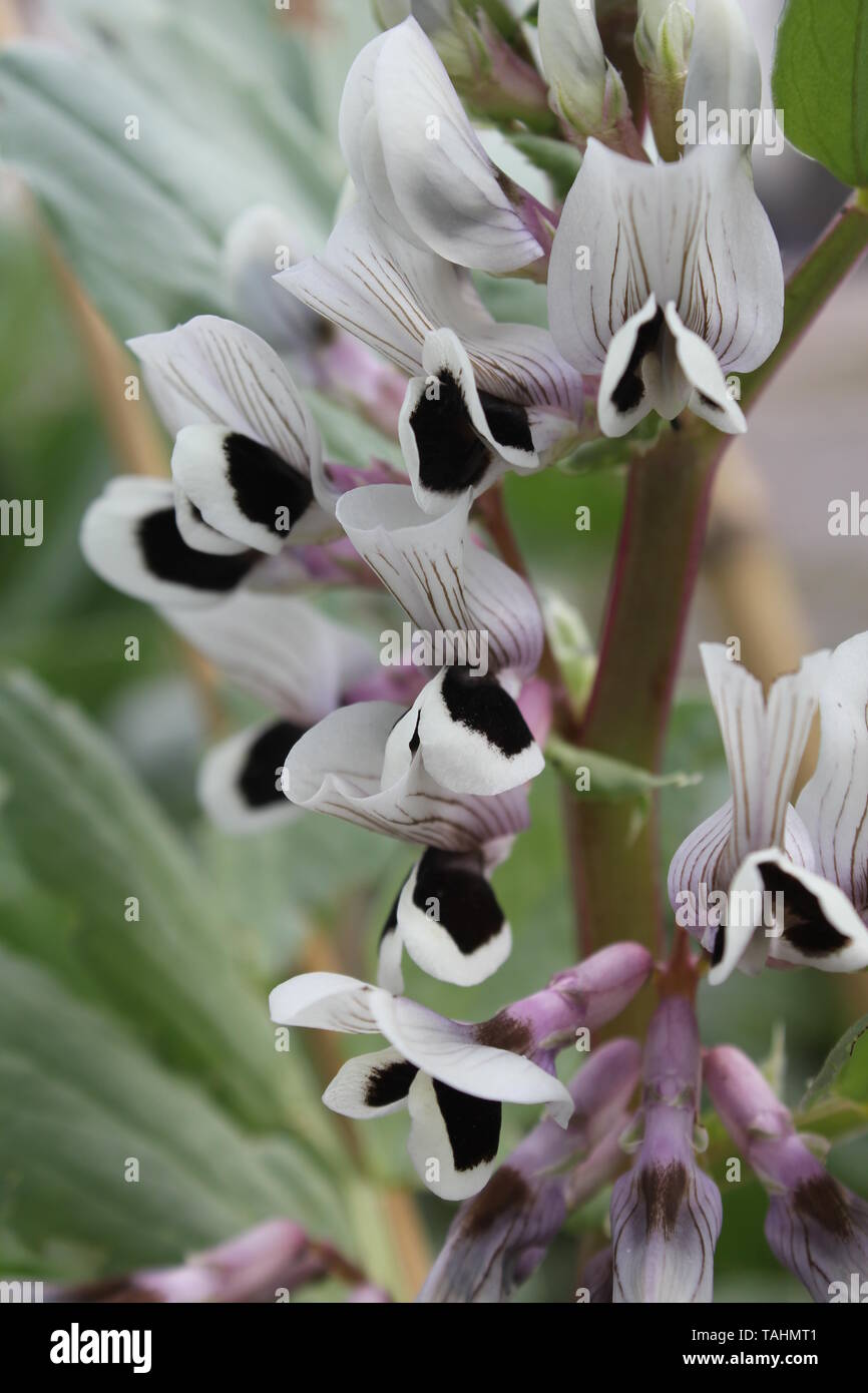 Broad beans in flower Stock Photo