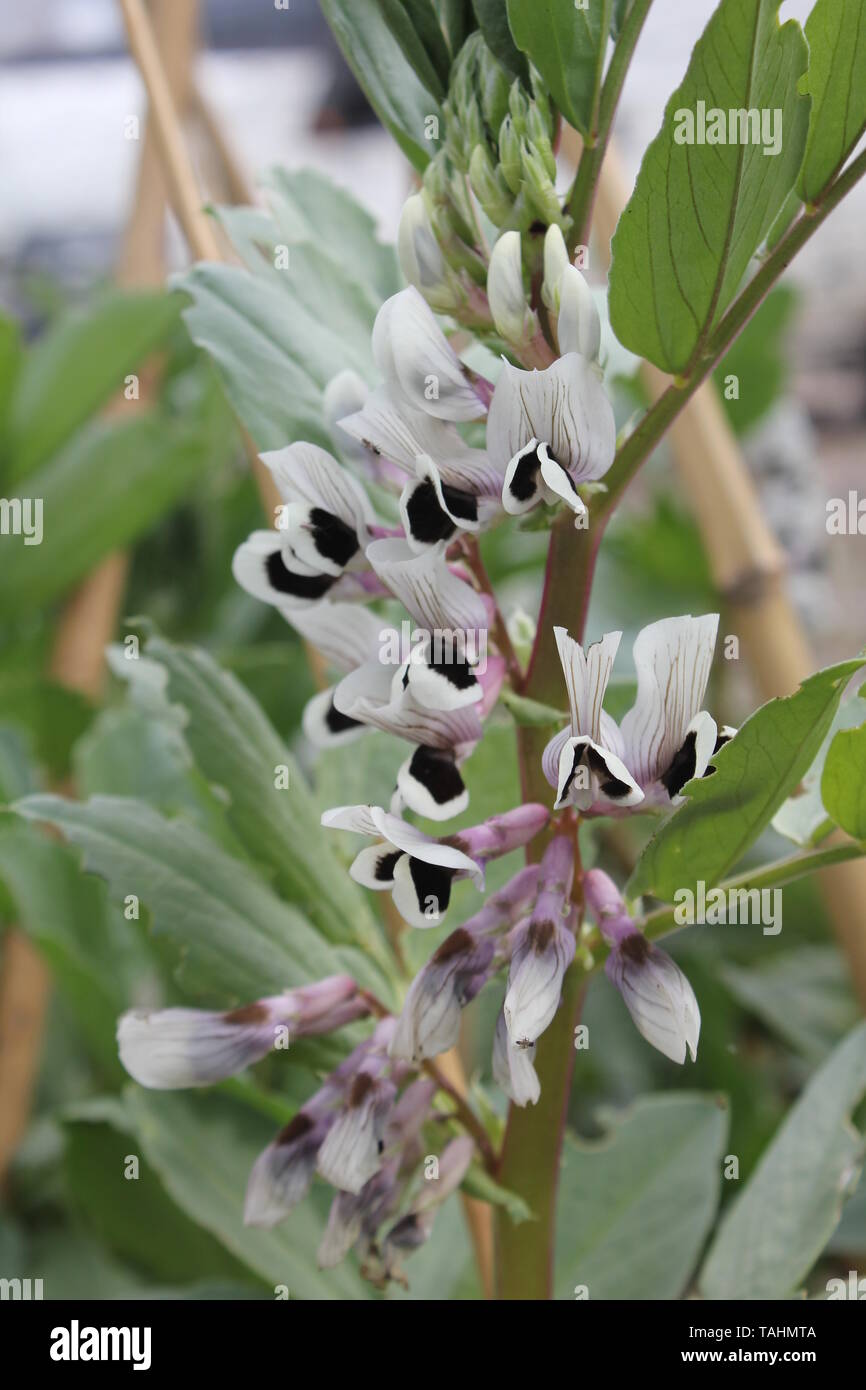 Broad beans in flower Stock Photo