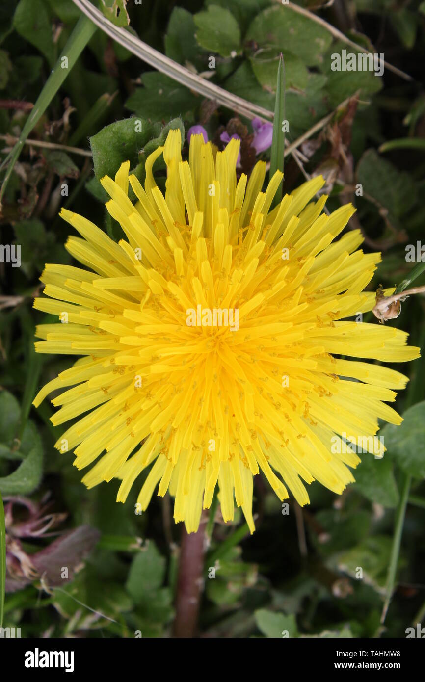 Dandelion taraxacum spp yellow weed Stock Photo Alamy