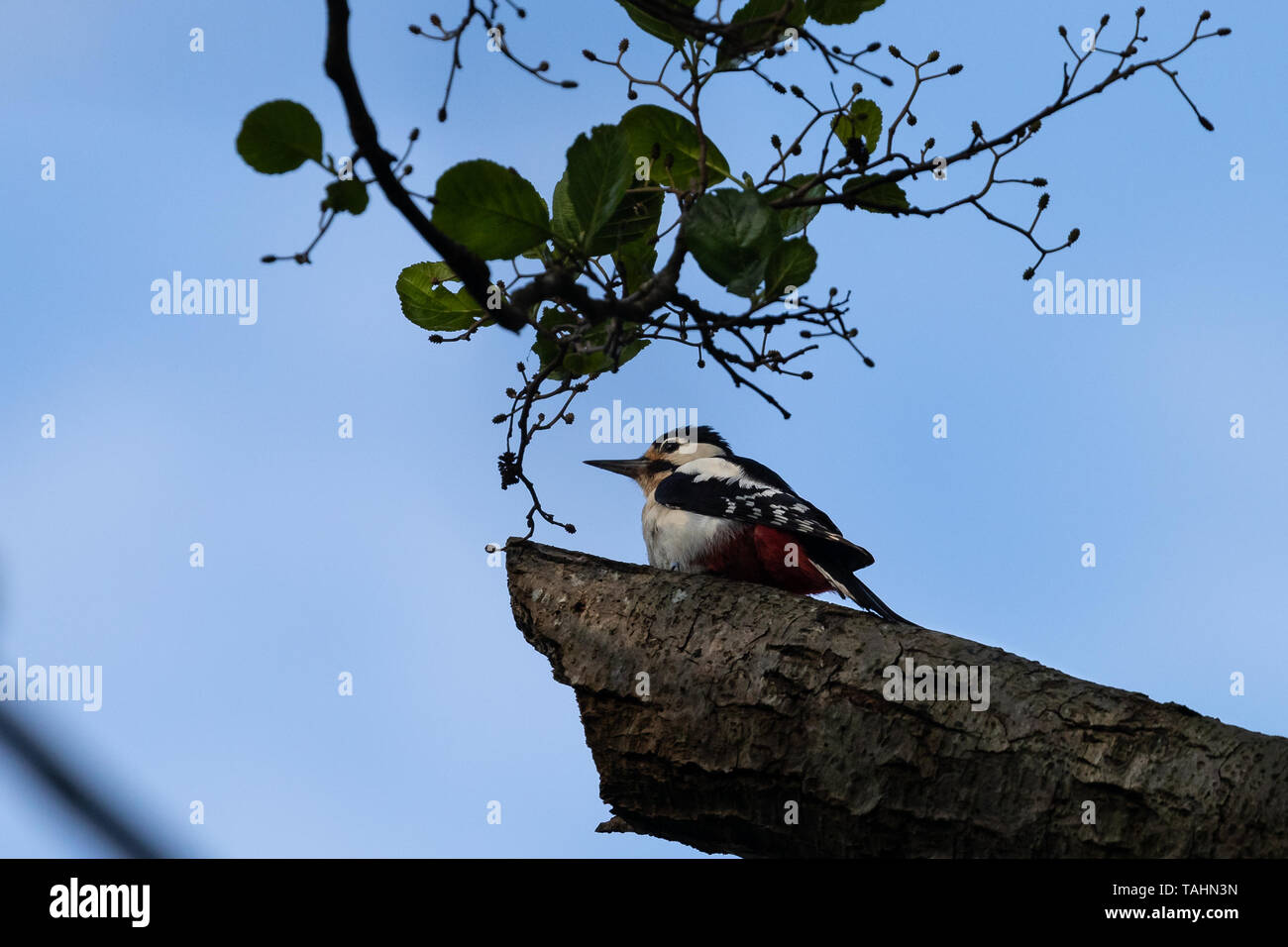 Greater Spotted Woodpecker on a tree in Dorset Stock Photo