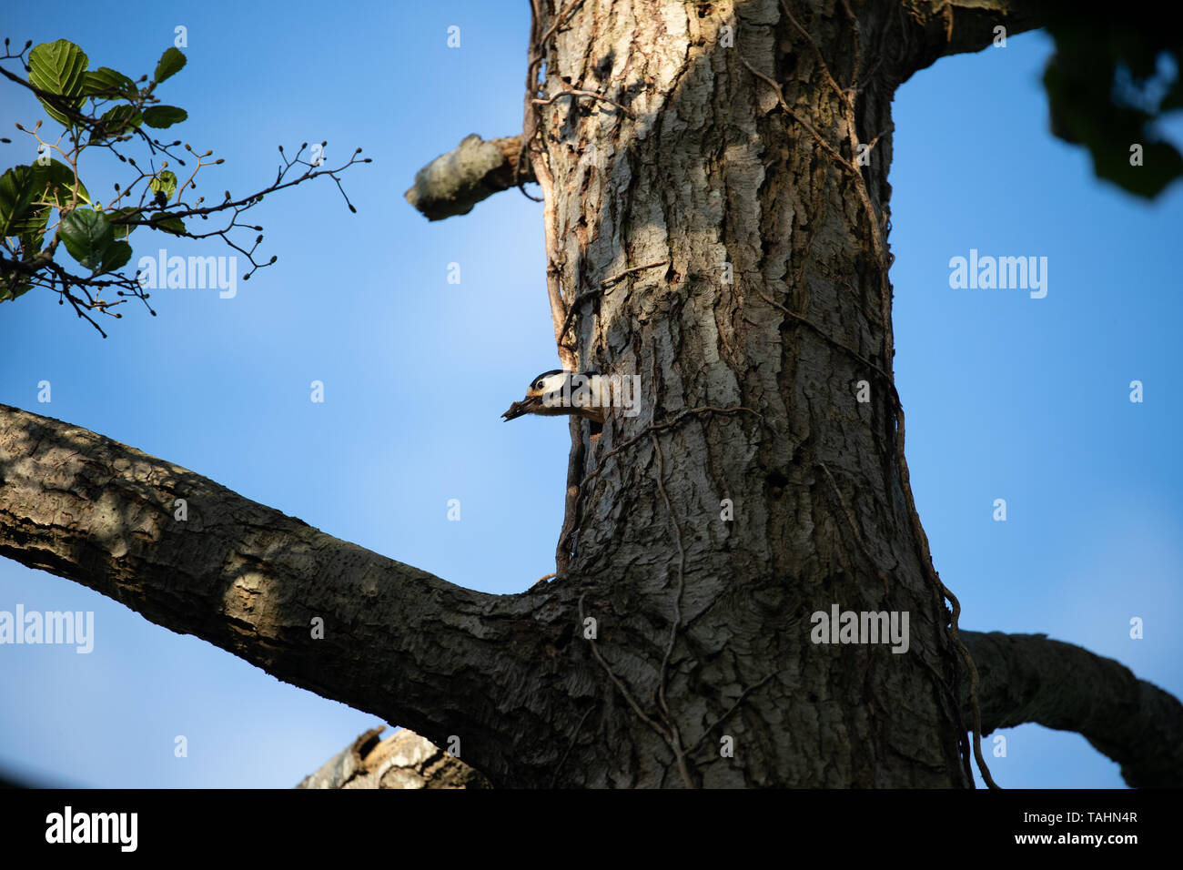 Greater Spotted Woodpecker on a tree in Dorset Stock Photo