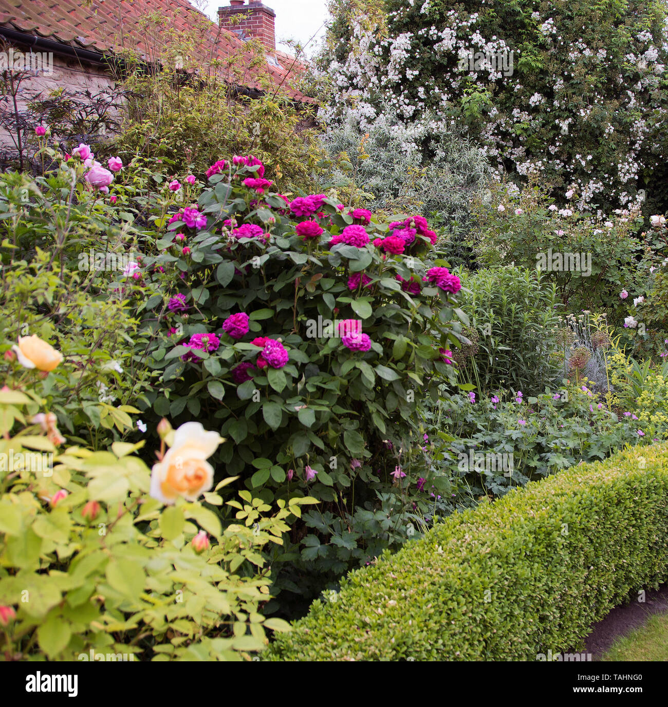 Apricot & carmine pink shrub roses in Corner House Farm Little Humby Stock Photo