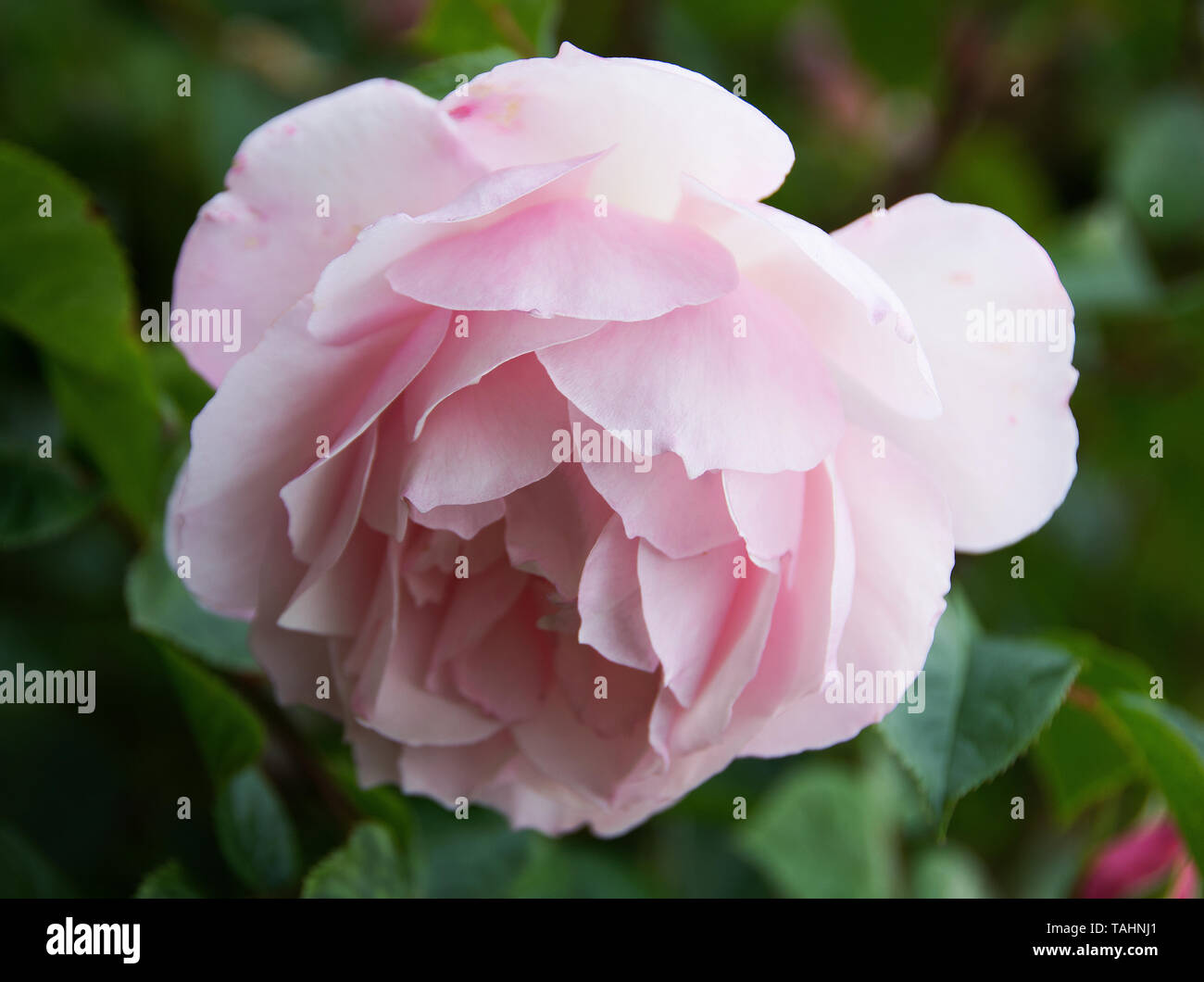 Quartered rose hi-res stock photography and images - Alamy