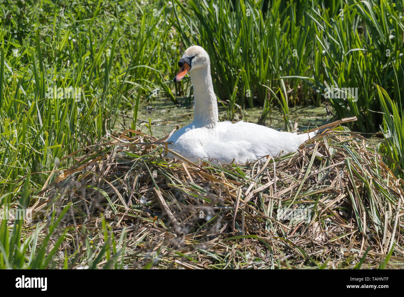 Mute swan nest - cygnus olor - nesting in reeds - UK Stock Photo