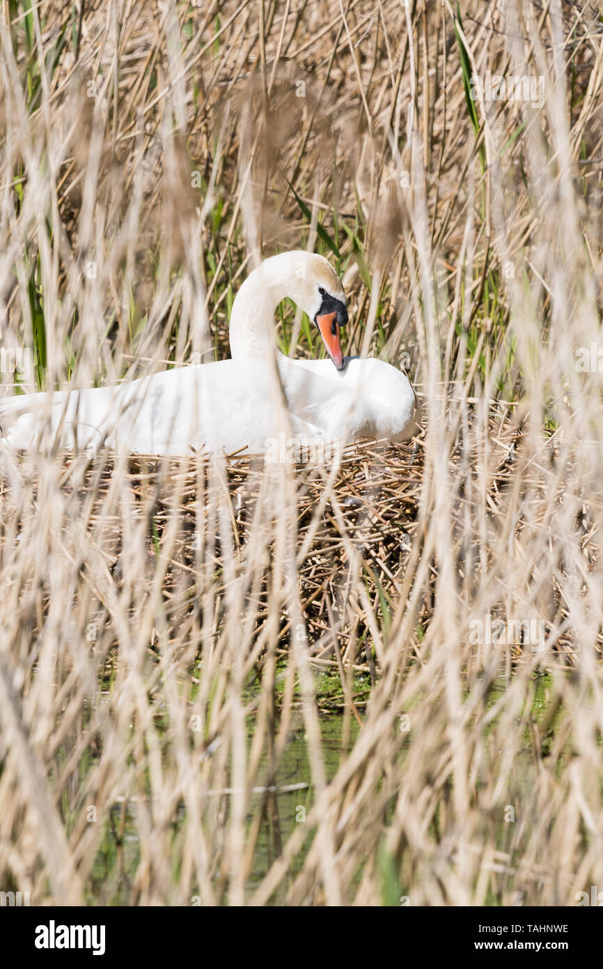 Mute swan nest - cygnus olor - nesting in reeds - UK Stock Photo
