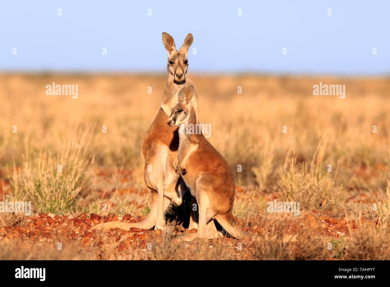 Red kangaroos (Macropus rufus), two males in grassland, Sturt National Park, New South Wales, Australia Stock Photo