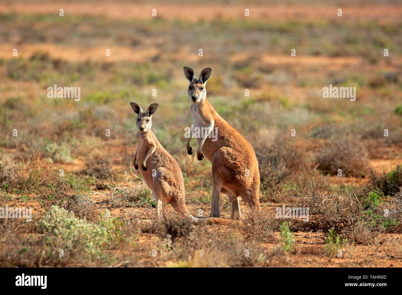 Red kangaroos (Macropus rufus), adult with young alert in the steppe, Sturt National Park, New South Wales, Australia Stock Photo