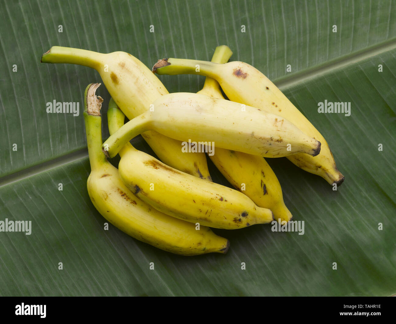 STILL LIFE OF YELLOW BANANAS ON A GREEN PLANTAIN LEAF Stock Photo Alamy