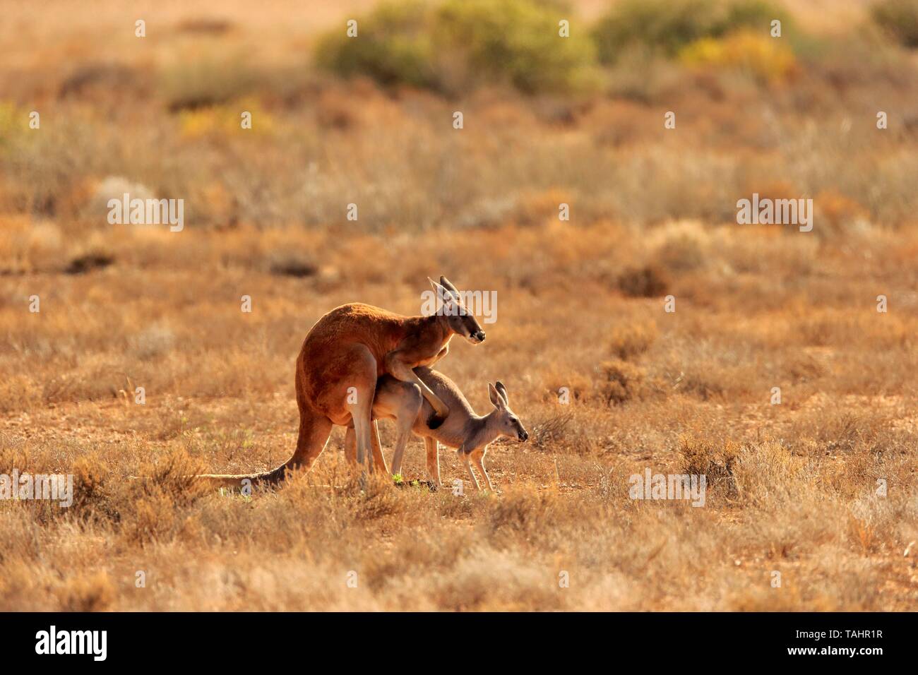 Two male red kangaroos macropus hires stock photography and images Alamy