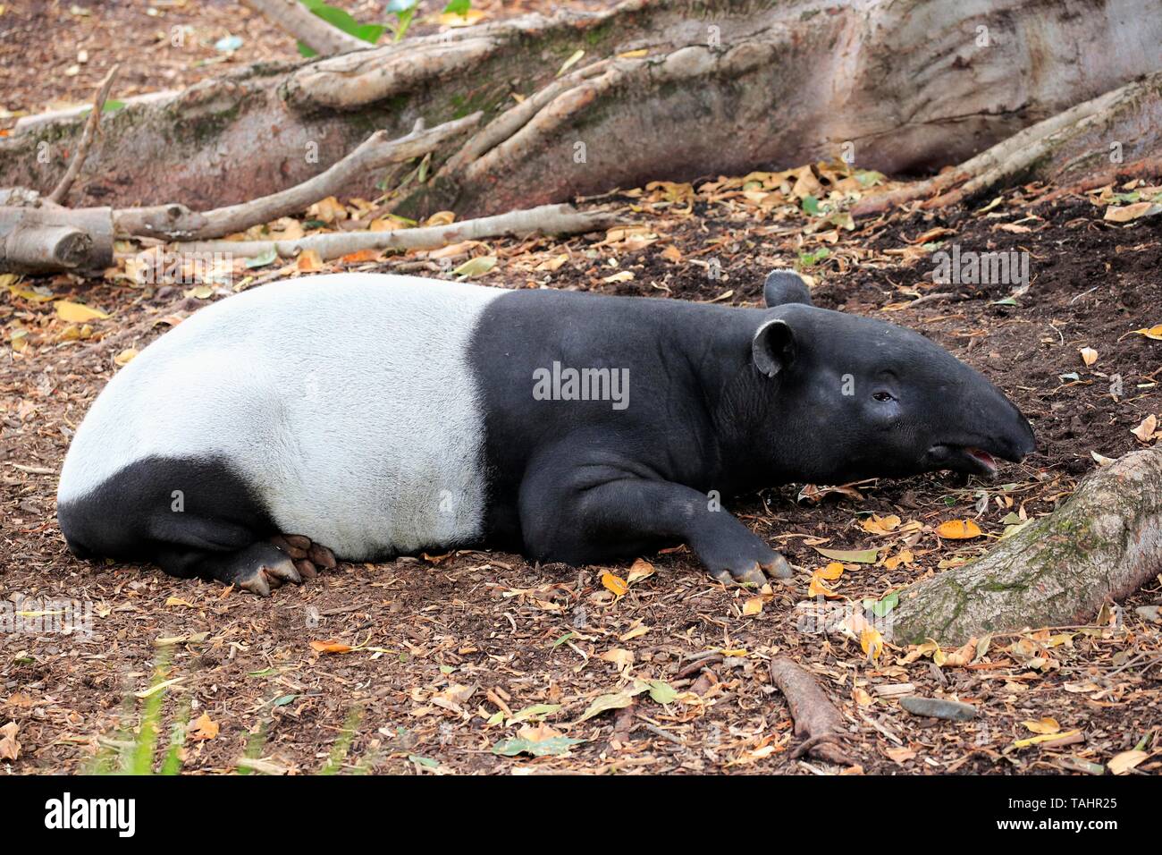 Tenuk cipan tapir