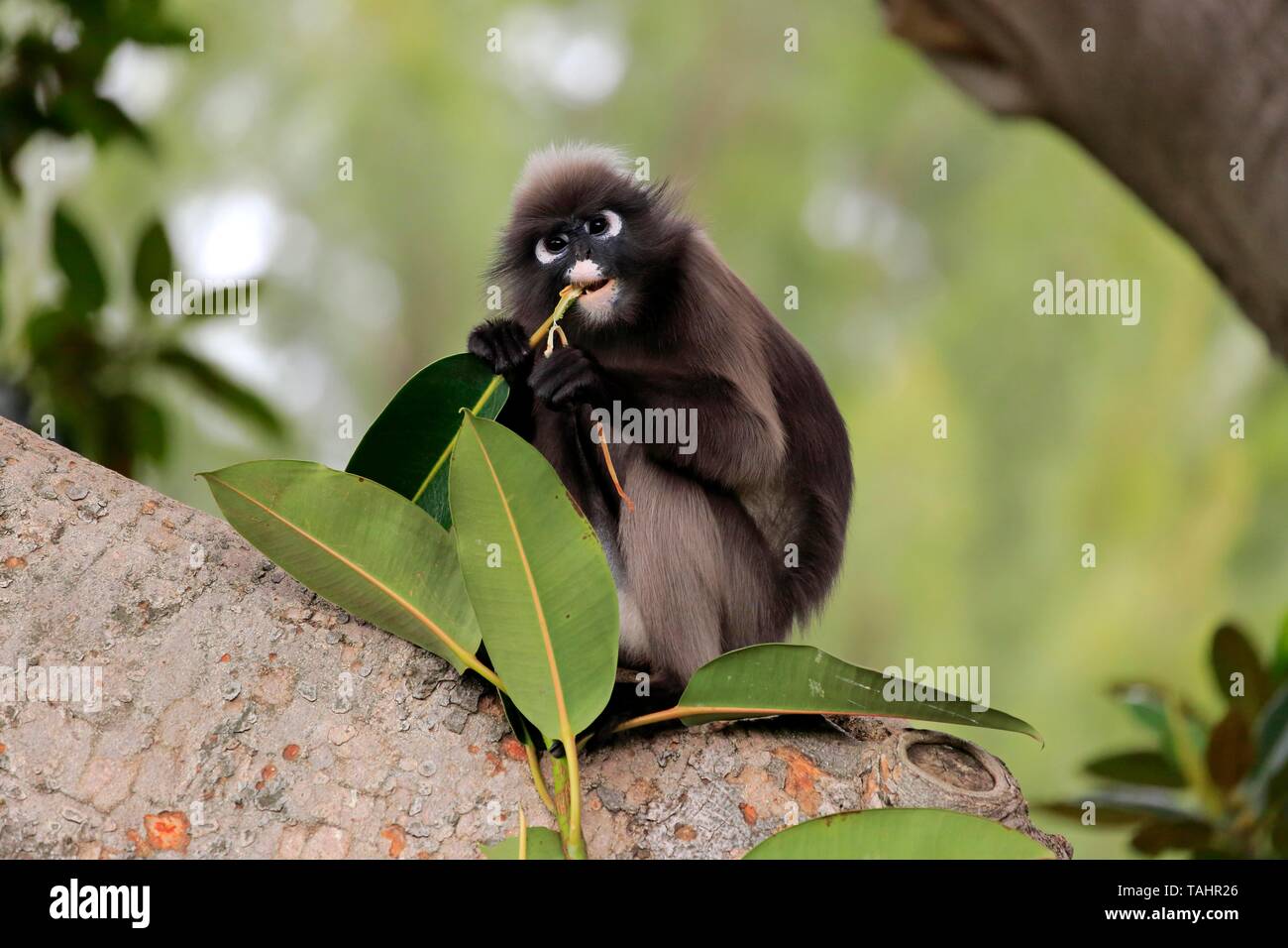 Dusky leaf monkey (Trachypithecus obscurus), adult on tree eating, captive, Adelaide, South Australia, Australia Stock Photo