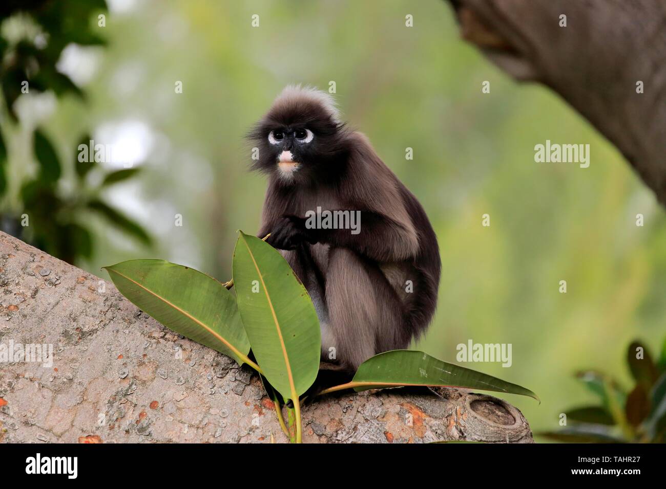 Dusky leaf monkey (Trachypithecus obscurus), adult on tree, captive, Adelaide, South Australia, Australia Stock Photo
