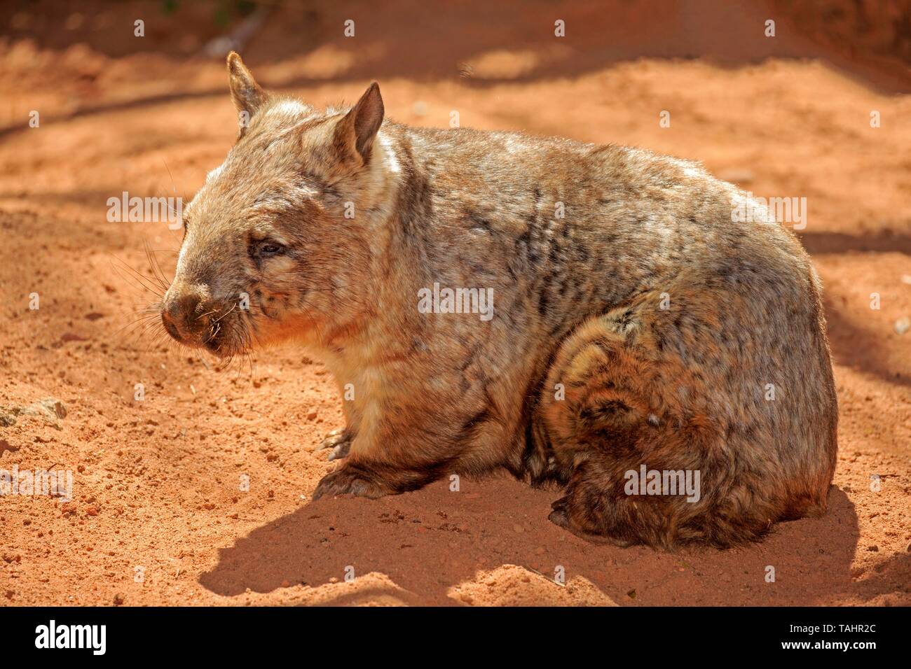 Southern hairy-nosed wombat (Lasiorhinus latifrons), adult dormant, Mount Lofty, South Australia, Australia Stock Photo