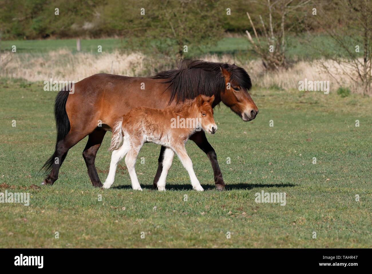Icelandic horses (Equus ferus caballus), mare with foal running side by side, Schleswig-Holstein, Germany Stock Photo