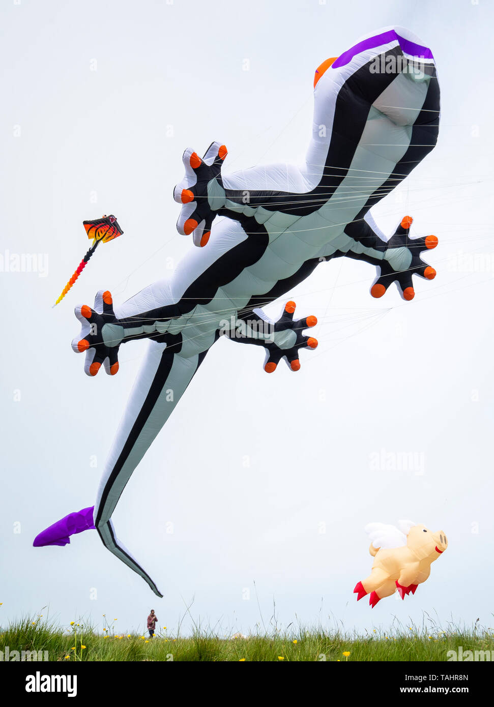 Giant kites are flown by expert kite flyers during the English Heritage