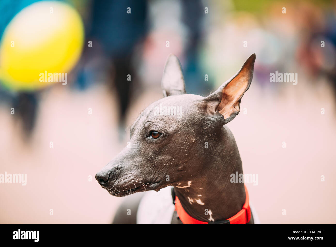 Mexican Hairless Dog Close Up Portrait. Xoloitzcuintli Or Xolo For ...