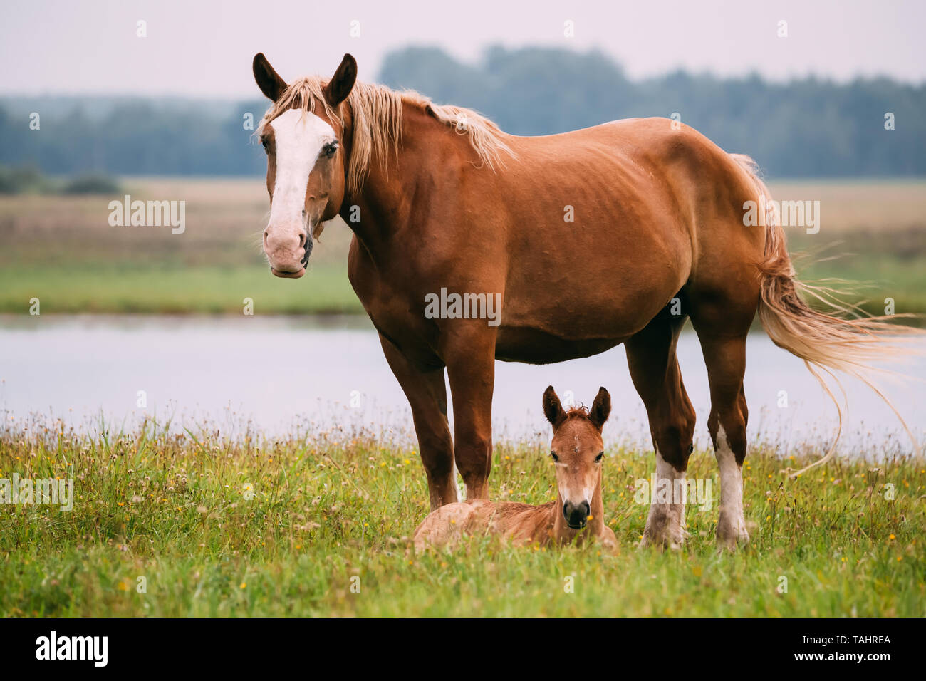 Adult Brown Horse And Foal Young Horse Grazing On Green Meadow Near River In Summer Season. Belarus. Stock Photo