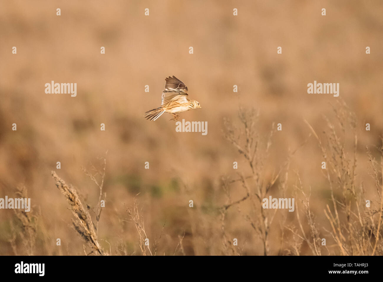 Belarus. Eurasian Skylark - Alauda Arvensis Flying Above Dry Grass In Spring Day. The Eurasian Skylark Is A Passerine Bird In The Lark Family Alaudida Stock Photo