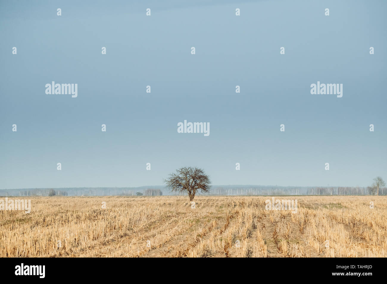 Less Foliage Tree Lonely Tree In Without Foliage In Spring Field. Agricultural Rural ...