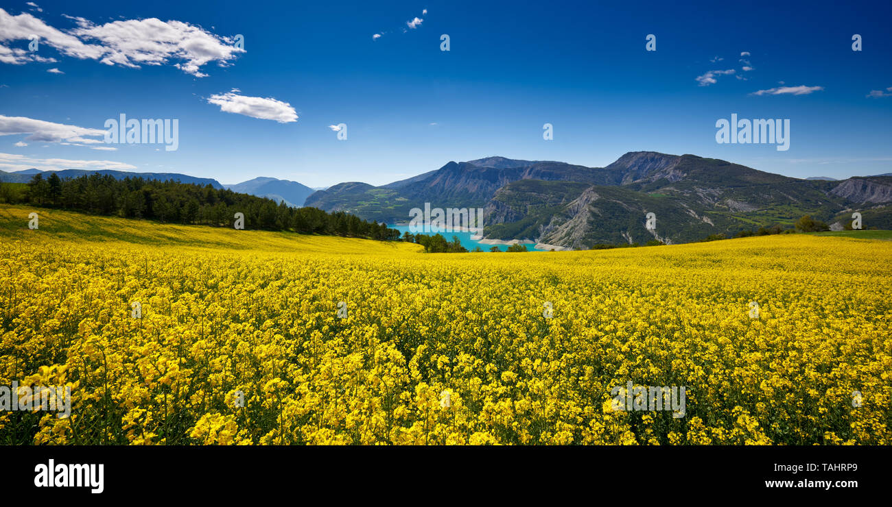 France, Hautes-Alpes (05), Durance Valley - Fields of yellow rapeseed flowers (colza) near Serre-Poncon Lake Stock Photo