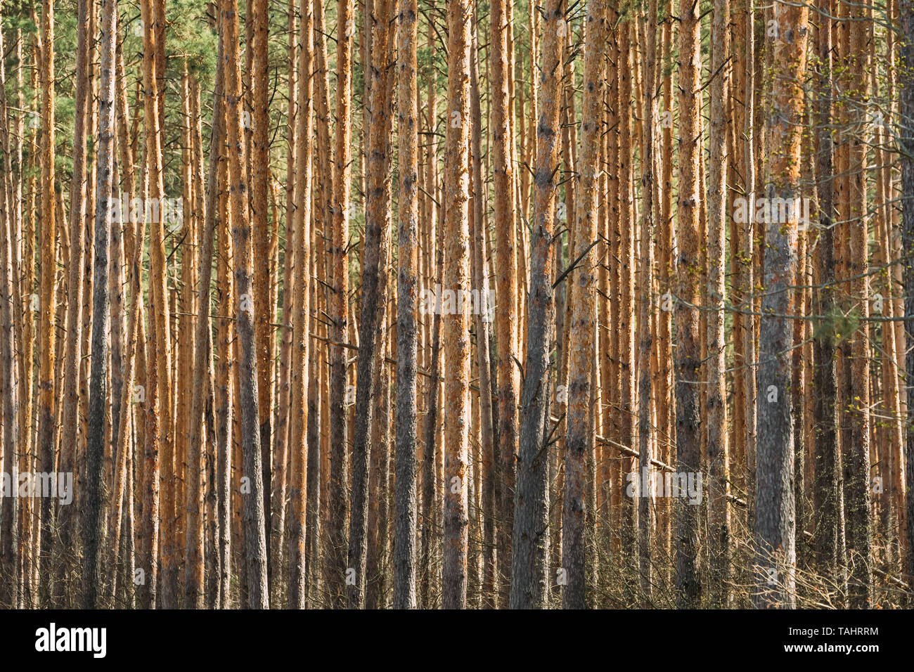 Sunny Day In Pine Forest. Close View Of Trunks In Coniferous Forest. Stock Photo