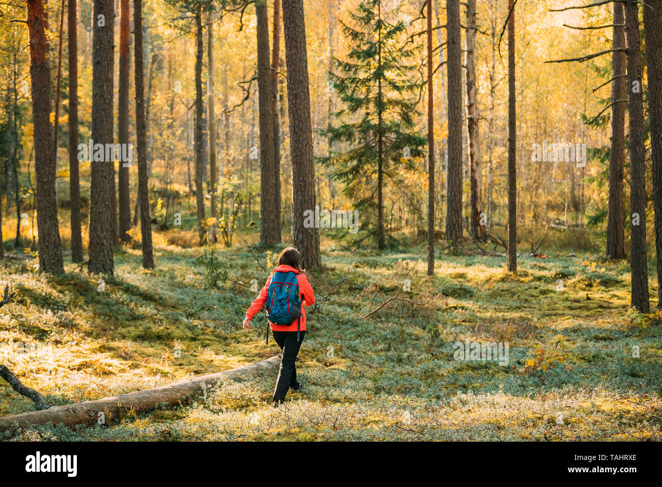 Active Young Adult Beautiful Caucasian Woman Backpacker Dressed In Red Jacket Walking In Autumn Green Forest. Active Lifestyle In Fall Age Nature Duri Stock Photo