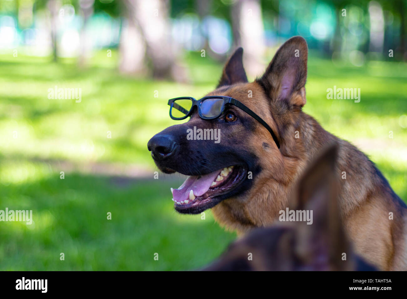 german shepherd wearing sunglasses