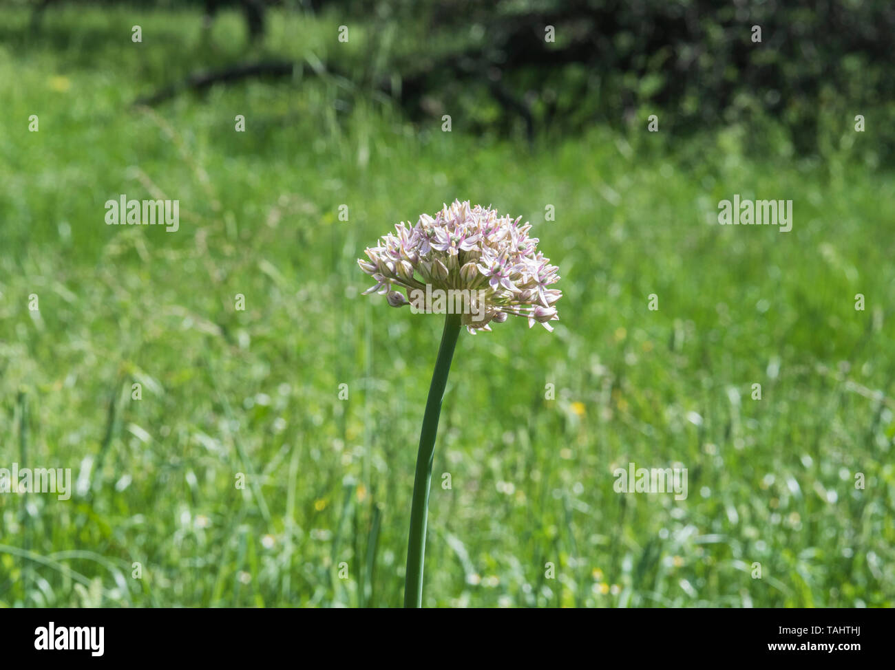 Flower head of Allium nigrum Stock Photo