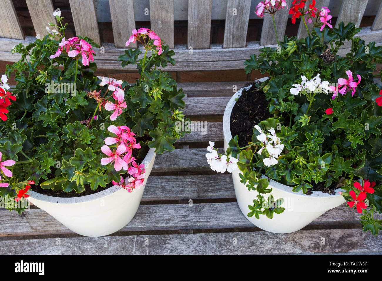 Two garden pots filled with colorful flowers on a wooden bench Stock Photo