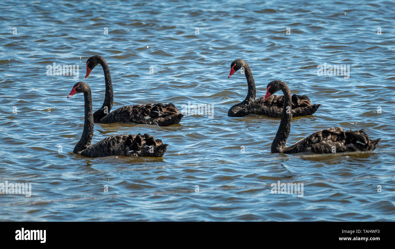Black Swans (cygnus atratus). Swimming on Lake Stock Photo