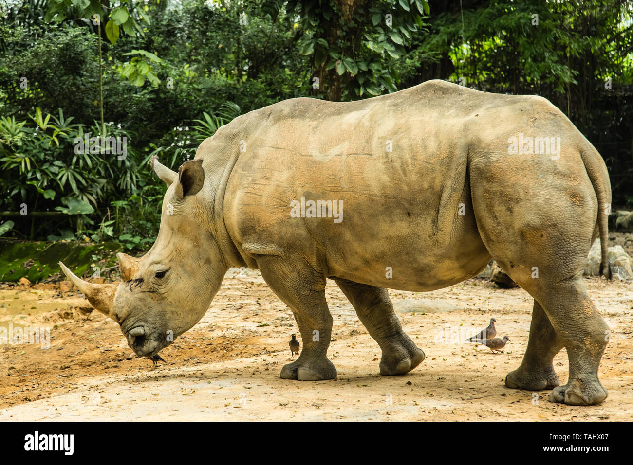 Big rhinoceros hi-res stock photography and images - Alamy