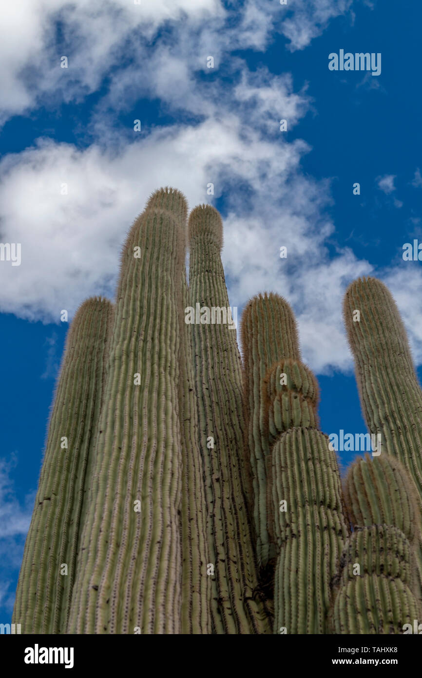 Tall Saguaro Cactus with Deep Blue Sky and puffy white clouds in AZ ...