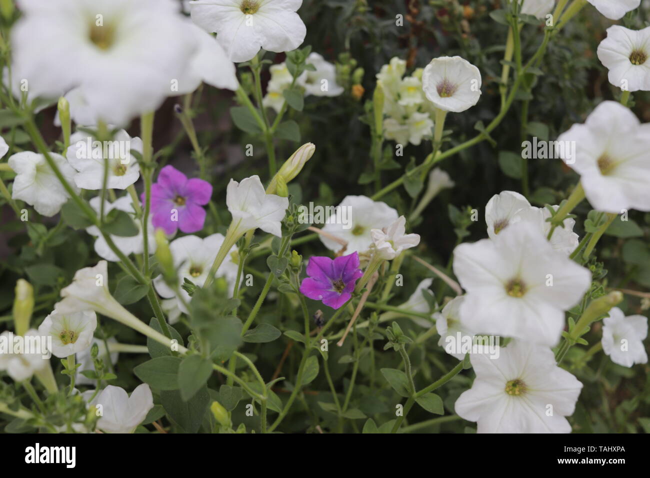 white and purple Stock Photo - Alamy