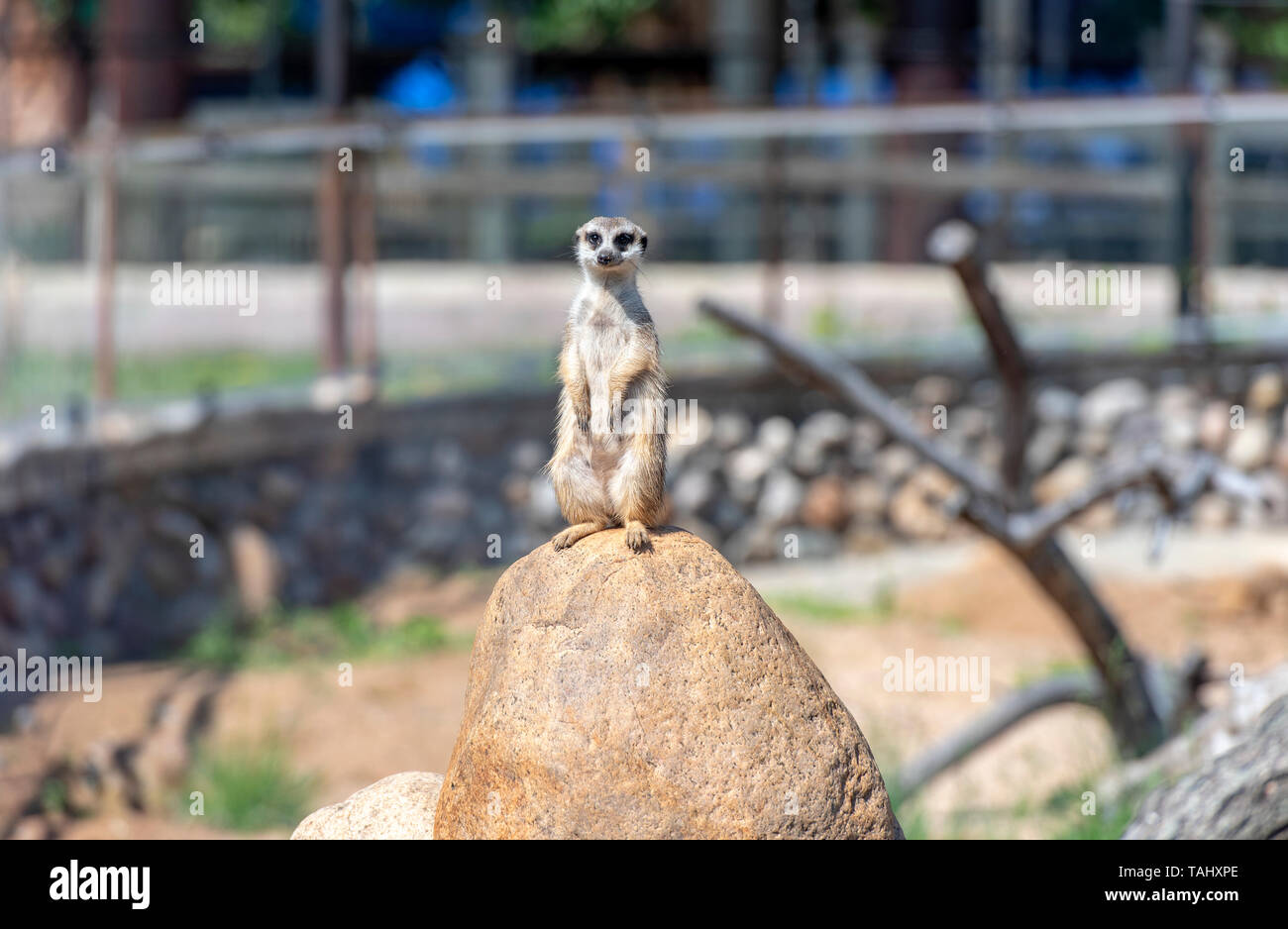 Meerkat Suricata or Suricatta - African native Animal at a Nature Park Stock Photo