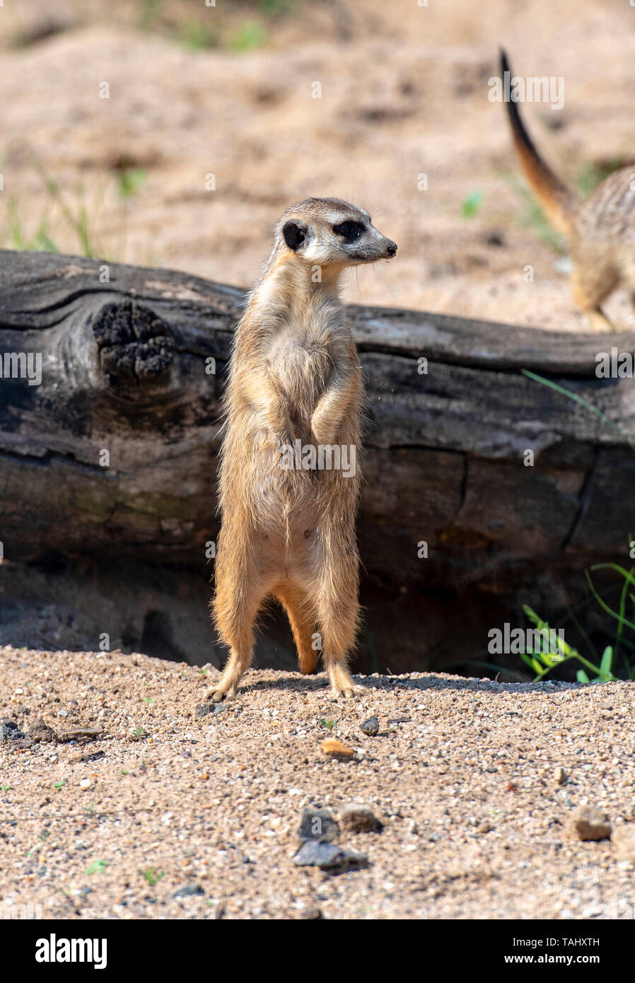 Meerkat Suricata or Suricatta - African native Animal at a Nature Park Stock Photo