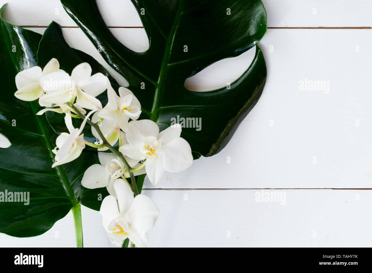Summer flat lay top view scenery with tropical leaves on white ...