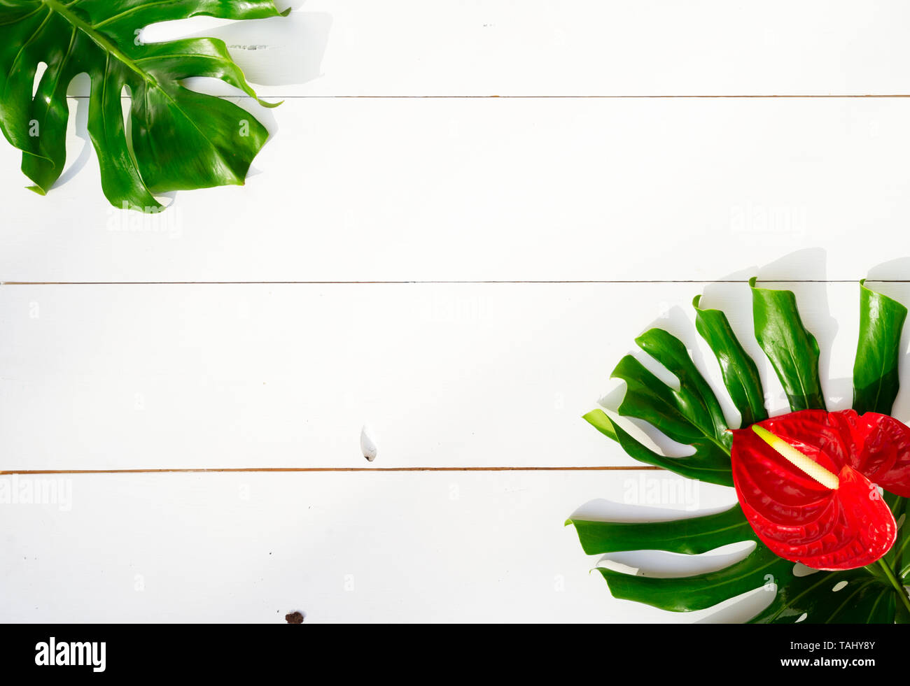 Summer flat lay scenery with tropical green leaves and red tropical ...
