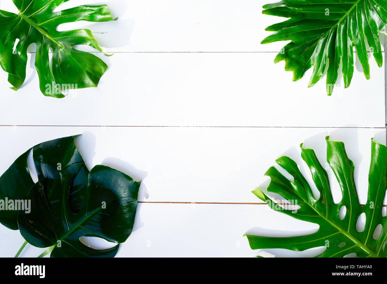 Summer flat lay top view scenery with tropical leaves on white wooden ...