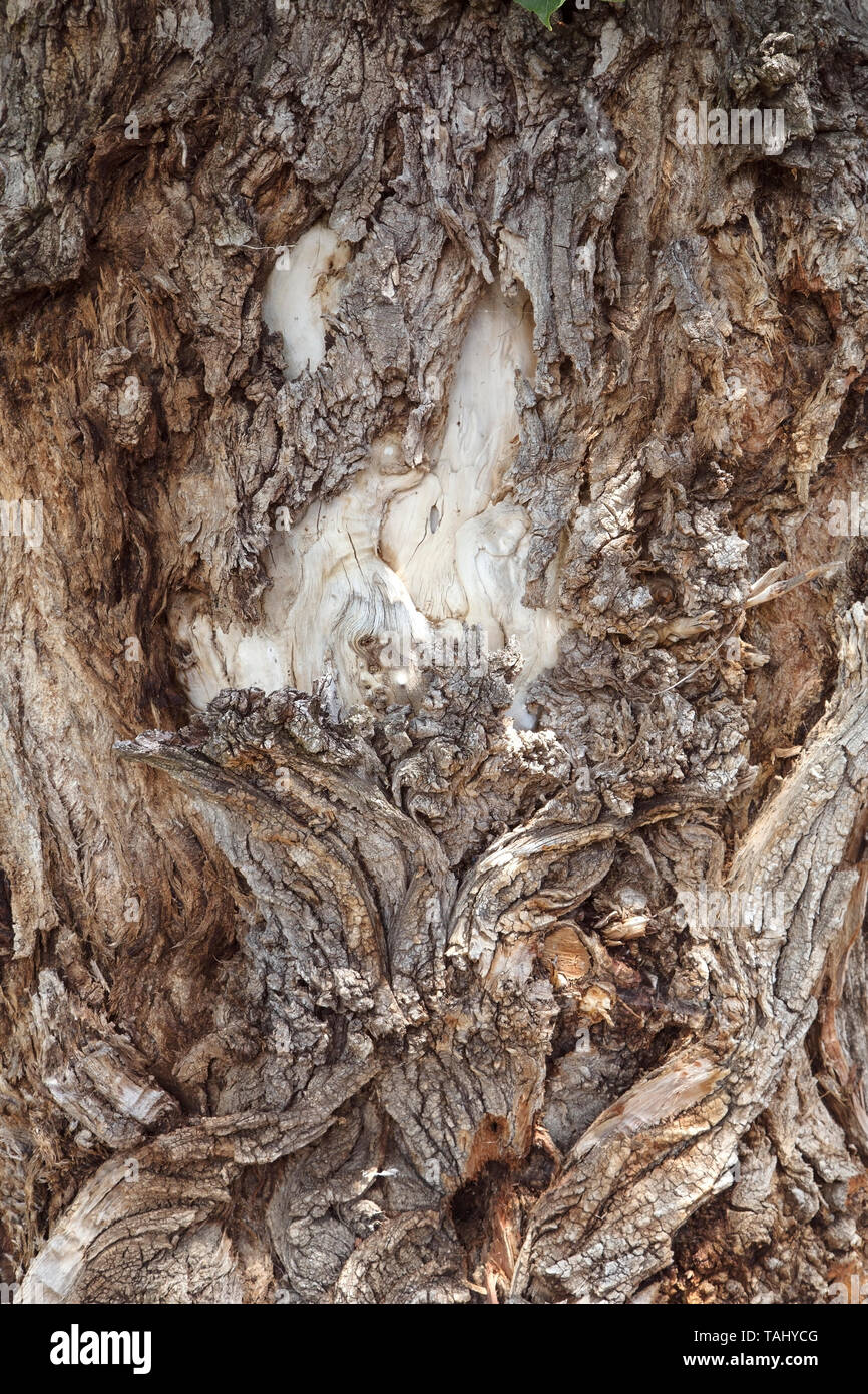 Rough tree bark close up Stock Photo