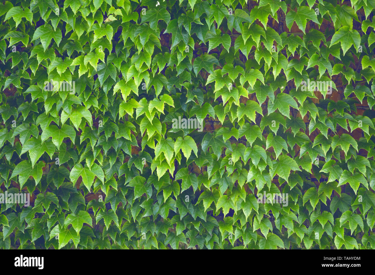 Green ivy over grunge wall as background Stock Photo - Alamy