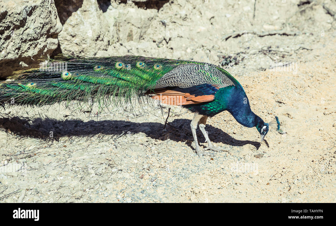 Male Peacock in the garden Stock Photo - Alamy